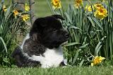 AKITA AMERICAIN 463